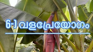 6-)വളപ്രേയോഗം #vazhakrishi #agriculturalsystem #tips #കൃഷിറിവുകൾ 2025