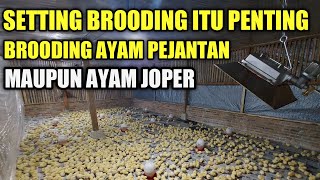 KUNCI SUKSES BETERNAK AYAM PEJANTAN ATAUPUN JOPER || SETTING KANDANG BROODING AYAM PEJANTAN, JOPER