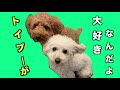 トイプードルが帰りたがらない楽しすぎる散歩とは‥？【犬】【dog】a real walk on a toy poodle