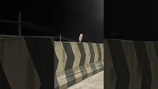 Gracefull barn owl sitting on national highway 4, Davangere