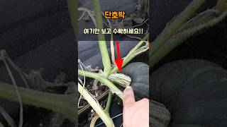 단호박 수확시기 호박꼭지만 보고 따시면 맛있는 호박 드실수있어요 #단호박키우기