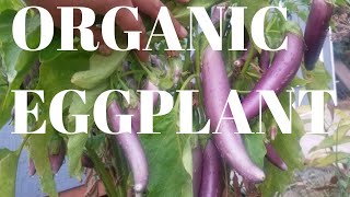 HOW TO GROW ORGANIC EGG PLANT | PAANO MAGTANIM NG TALONG?