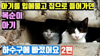 아기를 입에물고 집으로 들어가던 복순이 아기고양이, 하수구에 빠졌어요 2편, a cat stuck in a sewer, cat carrying kitten in mouth