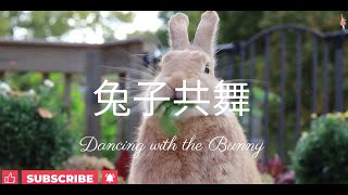 兔子共舞、催眠曲轻音乐、Dancing with the Bunny,  Lullaby Sleeping Music