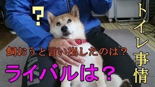 柴犬小春の質問コーナー！①twitter募集編！「ライバルは？雨の日のオシッコは？」