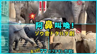 【うらら】戦慄！絶叫のゾウ舎ママもブチギレ大暴走のドタバタゾージアム #うらら #東山動物園　ゾウ #ドツキ