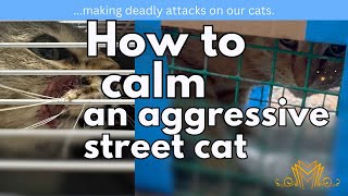 Working with a cat charity & vet, we try help a street cat stop making deadly at