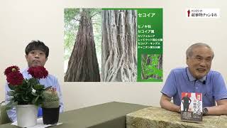 第187回　筑波のセコイア　ー　自然を守る別格な力を持つ巨木【KOZOの超植物チャンネル】