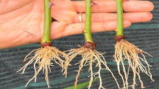 Root Any Branch With 1 Simple Technique - 100% Success