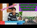 BIBIT PISANG BELI DARI ONLINE, BIBIT HASIL KULTUR JARINGAN.