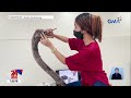 labi ng elepanteng si mali pina taxidermy 24 oras