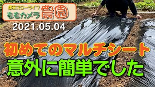 【家庭菜園】週末スローライフ0504　マルチシート張りました　前編