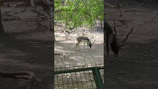 Blackbuck 💕 #deer #nature