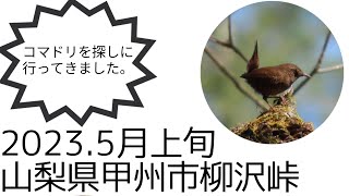 〚山梨県〛甲州市柳沢峠にバードウォッチングに行ってきました。