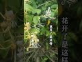 金银花和断肠草的对比视频