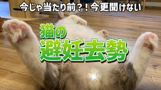 【猫のお世話】今更聞けない猫の避妊去勢手術について