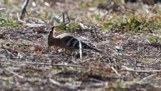 ヤツガシラの採食の姿、