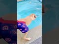 guau 😲 perros graciosos 🐶 los mejores videos de perros chistosos