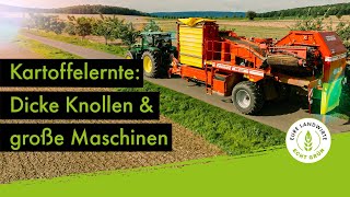 Kartoffelernte: Kleine Knollen \u0026 große Maschinen