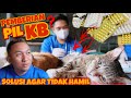 PIL KB UNTUK CEGAH KUCING HAMIL ??? Mencegah kebuntingan- ini yang harus diketahui sebelum diberikan