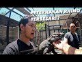 PETERNAKAN RHINO IGUANA TERBESAR YG PERNAH AKU LIHAT!