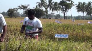 300 PADDY VARIETIES GROWN IN ONE ACRE OF LAND..!