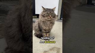 Маманчик ти прийшла? А я вийшов трошечки погуляти 🐈🤭👅✌️ #shortvideo #funny #cat