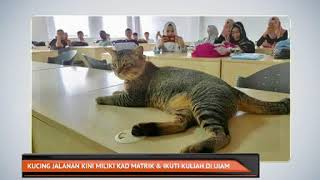 Kucing jalanan kini miliki kad matrik \u0026 ikuti kuliah di UIAM