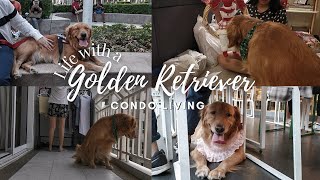 Condo Living in the Philippines | Life with a Golden Retriever:Routine,Christmas Tree,Tsujiri Matcha