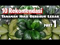 10 Rekomendasi Tanaman Hias Berdaun Lebar || Part 1|| Hijau daunnya 🍃 bikin Ademm