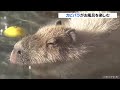 動物園の露天風呂に浸かり「いい湯だな」　カピバラの入浴姿が人気 21 12 04 12 12