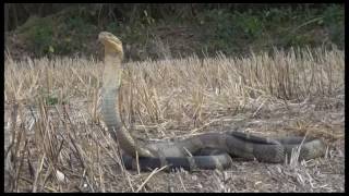 Nick's wild experience Ep.4 ตอน งูจงอาง King cobra(นิค แดนอสรพิษ)