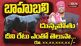 బాహుబలి దున్నపోతు || దీని రేటు ఎంతో తెలుసా || సదర్ పండుగ స్పెషల్ || Bcn Telugu News