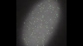 How To... detect fluorescent spots in microscopy images using RS-FISH