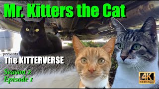 Mr. Kitters presents The Kitterverse! Season 2 Episode 1 📣🐈 A New Season!