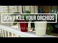 how to water orchids correctly