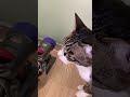 出迎えるのがめんどくさくなった猫 cat はじめちゃんねる 猫のいる暮らし キジ白 出迎え