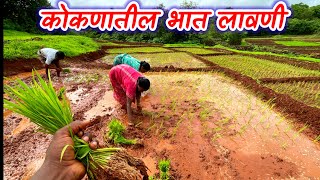 कोकणातील भात लावणी । पावसाळी शेती । Rice Farming In konkan । Bhat Lavani | Kokan | Malvani Vlog