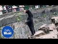 People allege bear in Chinese zoo is actually 'human in costume'