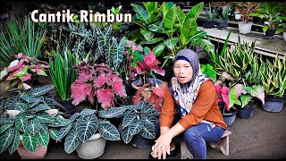 Stok Baru Cantik2 Rimbun2 Menor Mumer