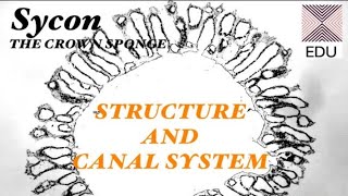 SYCON 1- Structure and Canal System [ZOOSQUARE] BSc Medical Sem I