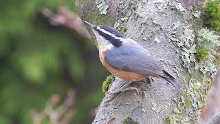 Nuthatch in Tree