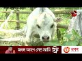 বিশ্বের সবচেয়ে ছোট গরুর নাম রানী ওজন মাত্র ২৬ কেজি