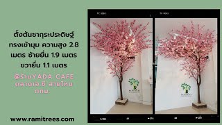 ฮิตไม่หยุด ติดตั้งต้นซากุระประดิษฐ์ทรงเข้ามุม ร้านYada Cafe ตลาดเอ ซี สายไหม | Ramitrees - รมิทรี