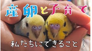 《セキセイインコ編》産卵・成長【♪１】