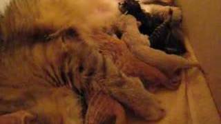 Aino and her 15 hour old kittens