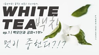 [솔까다담] Ep.01 백차, 백모단 그리고 공미 1부 | 차알못과 차좀알이 이야기하는 솔직히 까놓고 하는 이야기