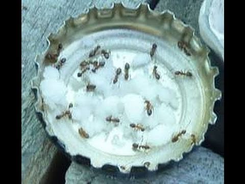 ALL NATURAL ANT CONTROL using BORAX ALL NATURAL ANT CONTROL using BORAX