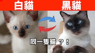 暹羅貓為什麼會變色？你家貓現在是黑貓還是白貓？【初識貓咪EP11】