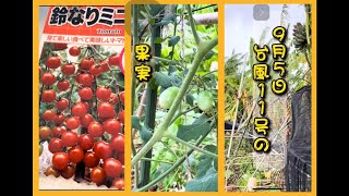 【ミニトマト】気温対策多いなぁ-！【アドマイヤー粒剤】...!!